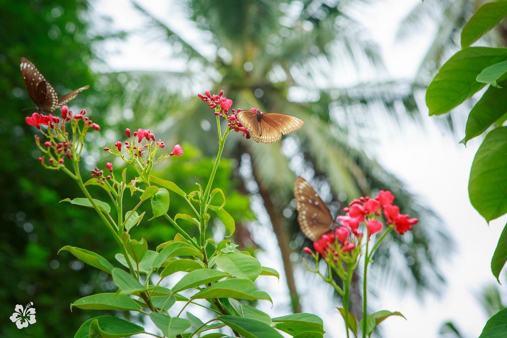 Seaflower Bungalows Srithanu Beach Esterno foto