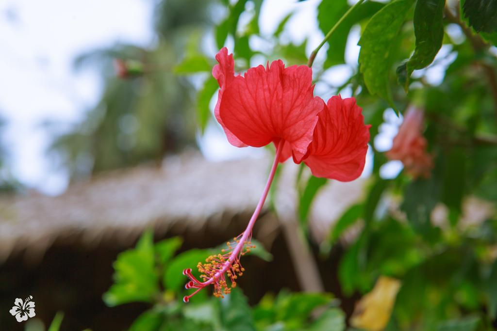 Seaflower Bungalows Srithanu Beach Esterno foto